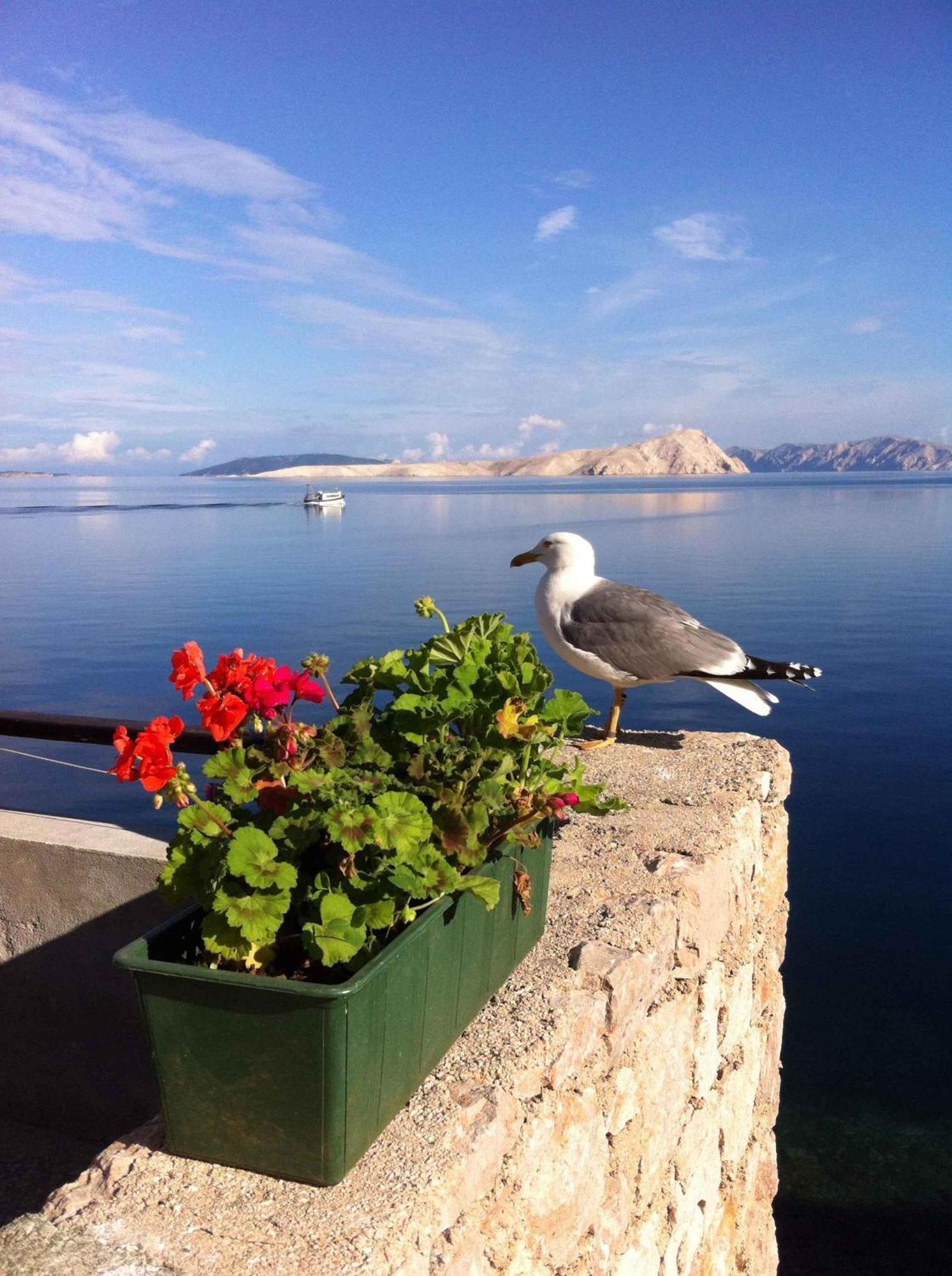 Apartment Starigrad/Senj 1 Stari Grad Dış mekan fotoğraf